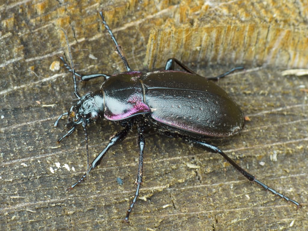 Carabus nemoralis O.F. Muller, 1764